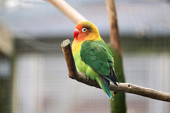Parrot, tropical bird, cute HD wallpaper