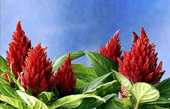 Flowers, Sky, Close-Up, Greens, Amaranth, Amaranths HD wallpaper