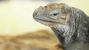 Animals, Eyes, Lizard, Monitor Lizard, Varan HD wallpaper