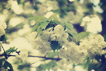 Flowers, Macro, Branch HD wallpaper