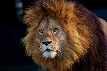 Animals, Muzzle, Lion, Predator HD wallpaper