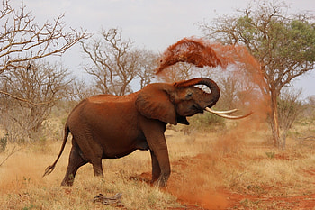 Elephants in Kenya, African wildlife, Captivating beauty, graphy inspiration HD wallpaper