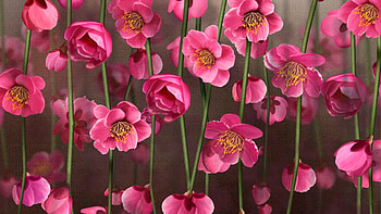 Flowers, Close-Up, Small, Stems HD wallpaper