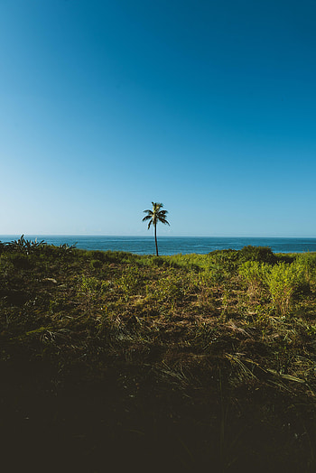 Nature, Grass, Sea, Horizon, Wood, Tree, Palm HD phone wallpaper