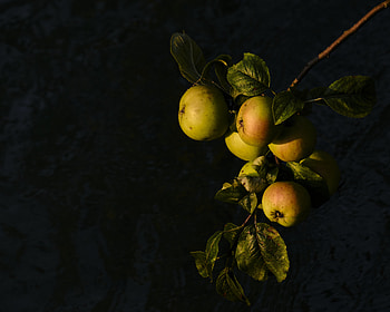 Food, Leaves, Apples, Branch, Fruit HD wallpaper
