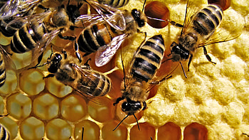 Bee, Nature's architect, Honey-making process, Insect pollination HD wallpaper