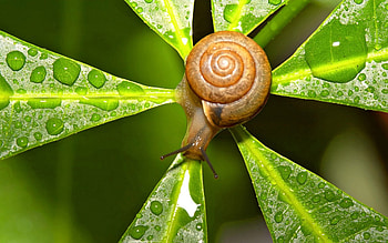 Leaves, Drops, Macro, Form, Snail HD wallpaper