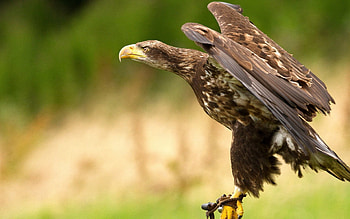 Animals, Bird, Predator, Eagle, Wave, Sweep HD wallpaper
