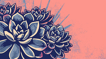 Vibrant Succulent Illustration, succulent, succulents, flower, illustration, pink HD wallpaper