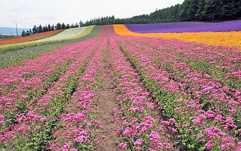 Nature, Flowers, Trees, Sky, Field, Rows, Ranks, Landing HD wallpaper