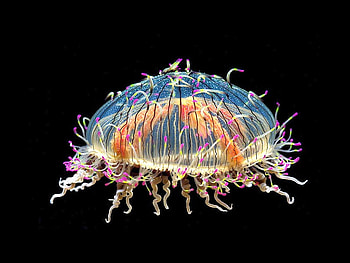 Deep Sea Creature, cool HD wallpaper