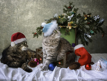 READY FOR CHRISTMAS, CHRISTMAS, BULBS, DECORATIONS, TREE, STOCKINGS, HOLIDAY, CATS HD wallpaper