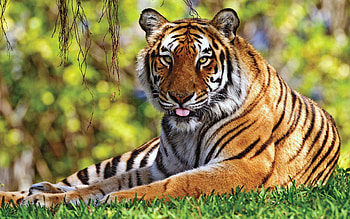 Animals, Grass, To Lie Down, Lie, Predator, Rest, Relaxation, Tiger HD wallpaper