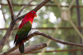 Animals, Parrots, Bright, Bird, Exotic HD wallpaper