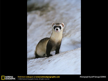 Black-Footed Ferret, weasel, ferrets, mammals HD wallpaper