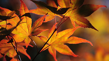 Japanese maple tree, Sun Windows 10 spotlight, Colorful autumn leaves, Japanese maple tree HD wallpaper