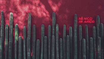 Cactuses, Words, Neon, Inscription, Sign, Signboard HD wallpaper