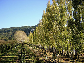 orchard, green, landscape, trees, nature, france HD wallpaper