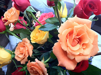 Roses, outdoors, nature, flowers HD wallpaper