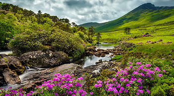 Mountain stream, brook, slope, grass, spring, stream, river, beautiful, stones, summer, wildflowers, flow HD wallpaper