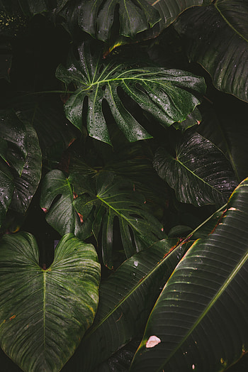 Nature, Leaves, Drops, Plant, Monstera, Liana HD phone wallpaper