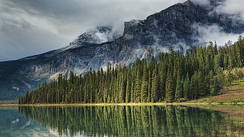 Fir tree , Nature's charm, Breathtaking scenery, Evergreen allure HD wallpaper