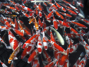 A-flock-of-red-and-white-fish, colored, fish, koi, animals HD wallpaper