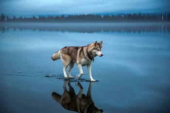 Siberian Husky, siberian-husky, animals, dog HD wallpaper