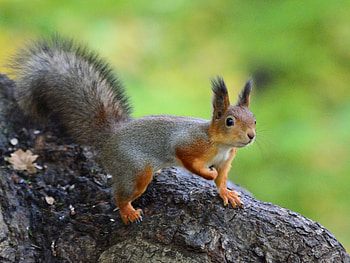 Funny, Animals, Squirrel, Wildlife, Animal HD wallpaper
