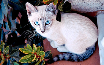 Animals, Plant, Sit, Cat, Color, Sight, Opinion, Window Sill, Windowsill HD wallpaper