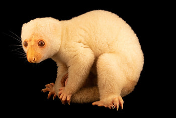 Animals in arts, Joel Sartore's graphy, Ethereal wildlife, Artistic representation HD wallpaper