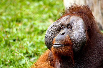 Orangutan, Captivating , , Pexels stock HD wallpaper