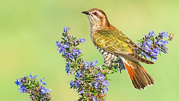 Graphic cuckoo , Artistic avian, Nature-inspired, Aesthetic delight HD wallpaper