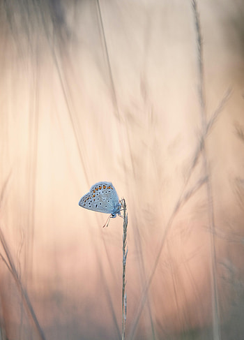 Animals, Butterflies, Grass, Ears, Wings, Spikes HD phone wallpaper
