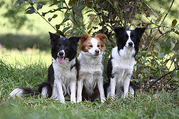 Animals, Dogs, Grass, Bush, Wood, Sit, Tree, Branch, Three HD wallpaper