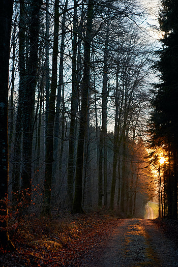 Nature, Sun, Beams, Rays, Forest, Path, Evening HD phone wallpaper