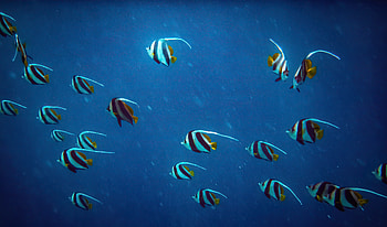 Pennant Coralfish , fish, animals, underwater HD wallpaper
