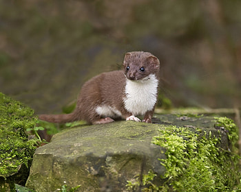 ferret, animal, reptile, forest HD wallpaper