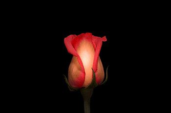 Beautiful-Rose-Flowers, rose, beautiful, flowers HD wallpaper
