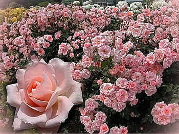 Pinks, rose, pink, flowers, many, blooms HD wallpaper