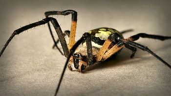 Animals, Multicolored, Motley, Color, Paws, Spider HD wallpaper