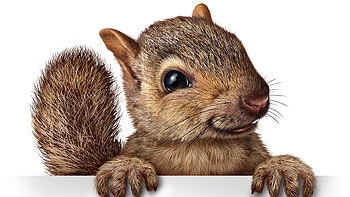 Squirrel Santa Hat HD wallpaper