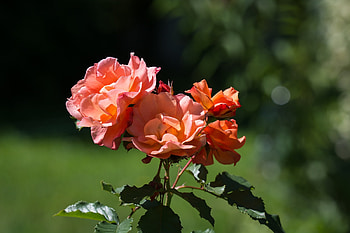 Flowers, Roses, Bud, Stems HD wallpaper