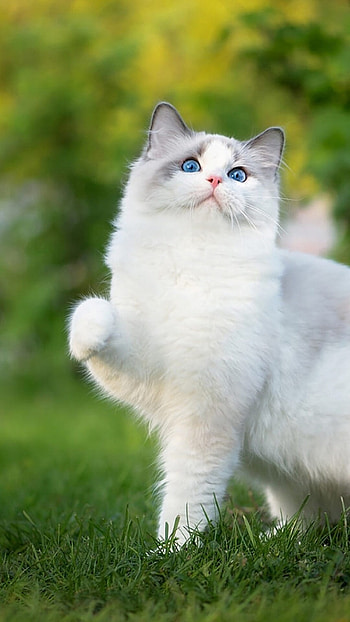Ragdoll cat, Ethereal beauty, Mesmerizing gaze, Supernatural grace HD phone wallpaper