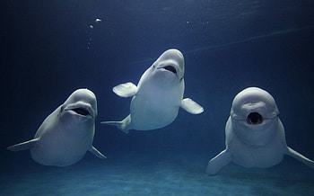 Dolphins, happy, three, water, ocean HD wallpaper