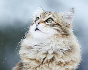Cute Cat, cute, cat, pet, animals HD wallpaper