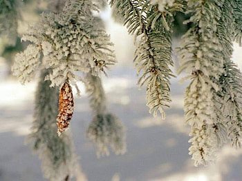 Winter in the woods, winter, in the woods HD wallpaper