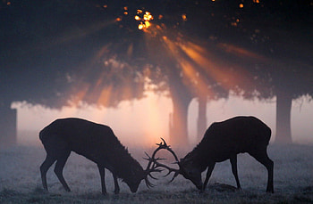 Morning fight, tarziu, cerbi, dimineata, toamna HD wallpaper
