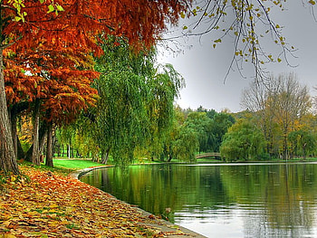 Autumn by the river, river, leaves, orange red, trees, colors, gold, reflections, willow tree HD wallpaper