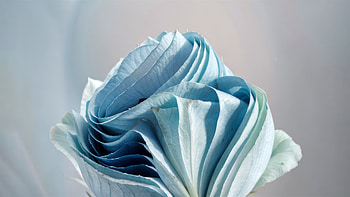 Blue Aesthetic Rose: Windows 11 Inspired, technology, Windows 11, blue, aesthetic HD wallpaper